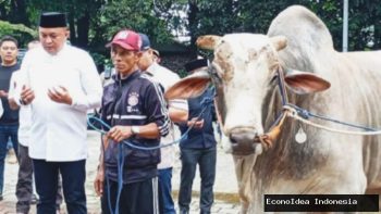 Kematian Sapi Kurban Prabowo di Sulsel: Investigasi Mendalam Kementan