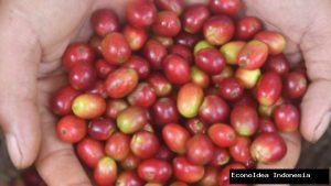 Menteri Zulhas Singgung Kualitas Kopi RI Tertinggal Vietnam: Masalahnya di Sistem Pertanian?