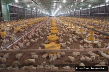Harga Ayam Naik? Rekomendasi Saham CPIN, JPFA, dan MAIN untuk Investasi Anda